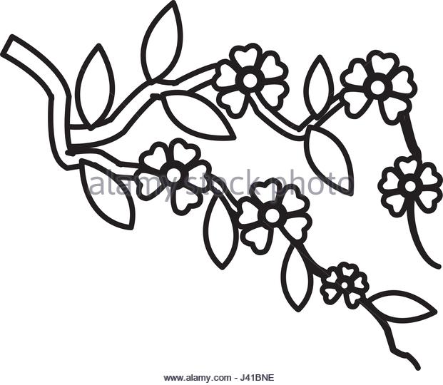 621x540 Cherry Blossom Flower Vector Stock Photos Amp Cherry Blossom Flower