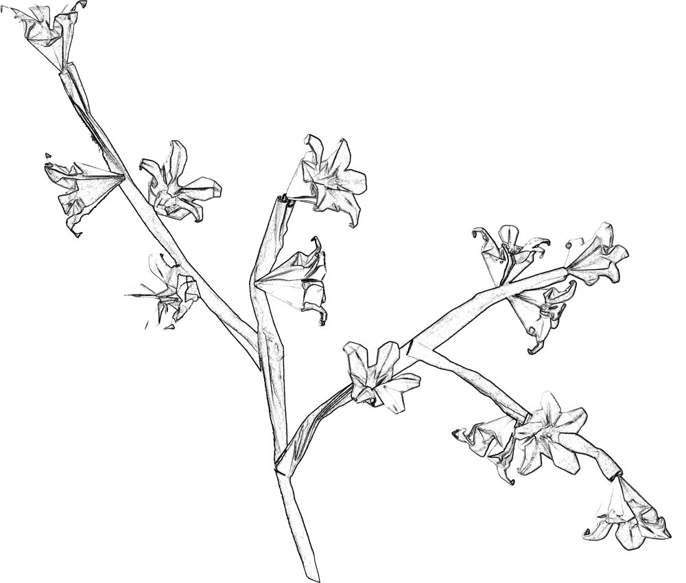 1000x849 Colouring Picture Origami Cherry Blossom