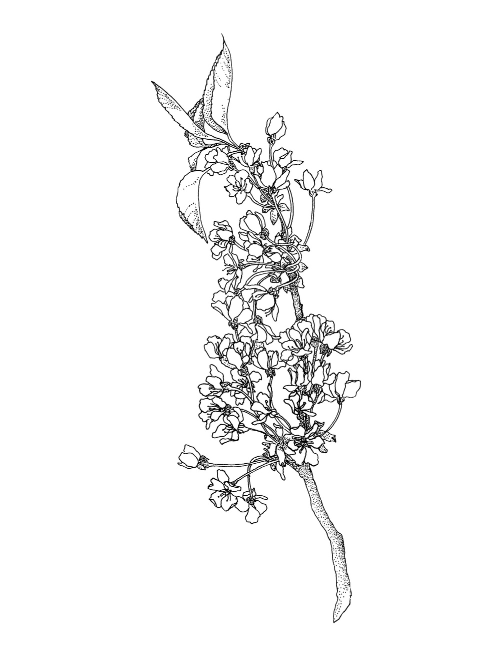 1000x1294 Line David Allen