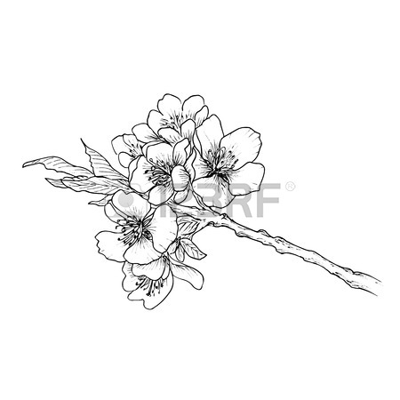 Cherry Blossom Pencil Drawing