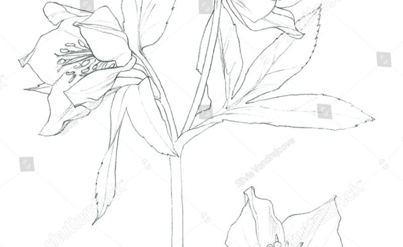 800x491 Flower Art Pencil Drawing Gardening Flower And Vegetables