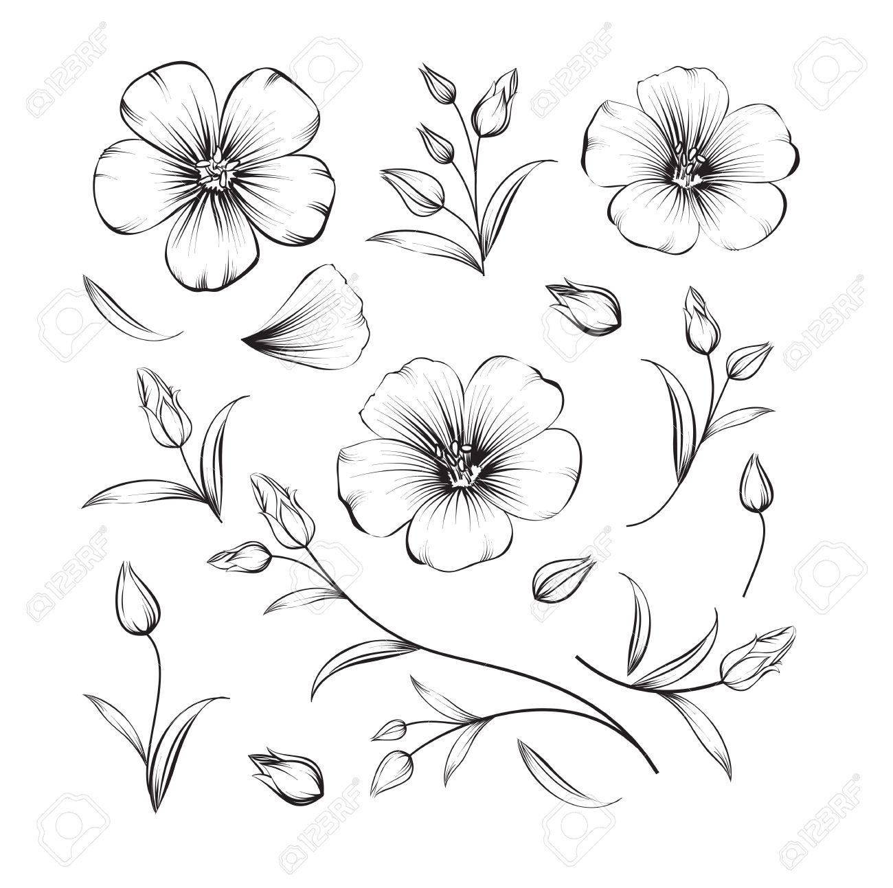 1300x1293 Sakura Flowers Drawing Drawn Cherry Blossom Pencil Stepstep