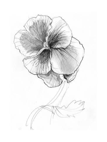 366x488 Sketchy Pencil Drawing Of Pansy Flower Art