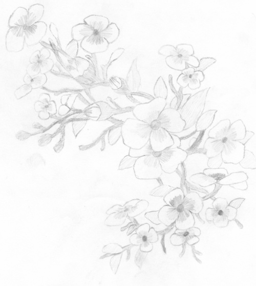 500x557 Cherry Blossom Tattoo Picture