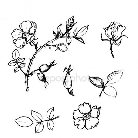 450x450 Set Of Beautiful Cherry Tree Flowers Isolated On Wite Background