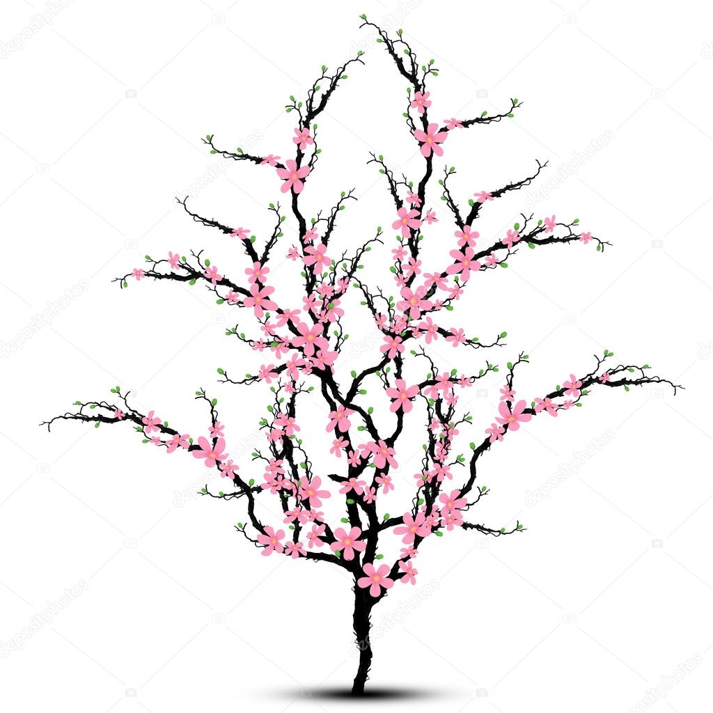1024x1024 Cherry Blossoms Tree Stock Vector Ibphoto