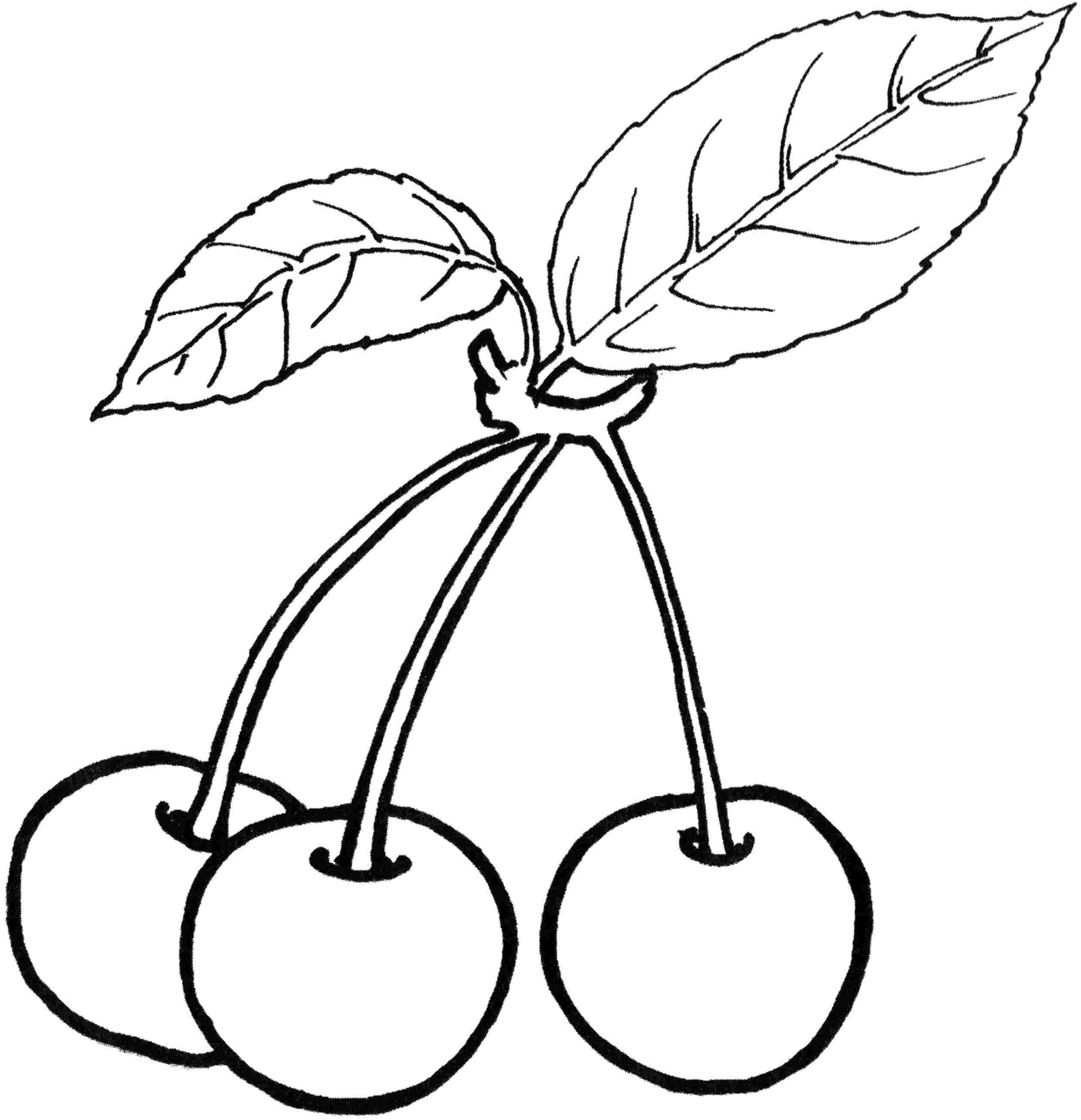 2520x2612 Cherry Tree Clipart Fruit Drawing
