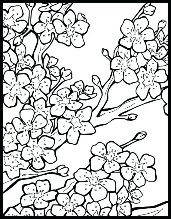 569x730 Good Cherry Blossom Coloring Pages For Drawn Cherry Blossom