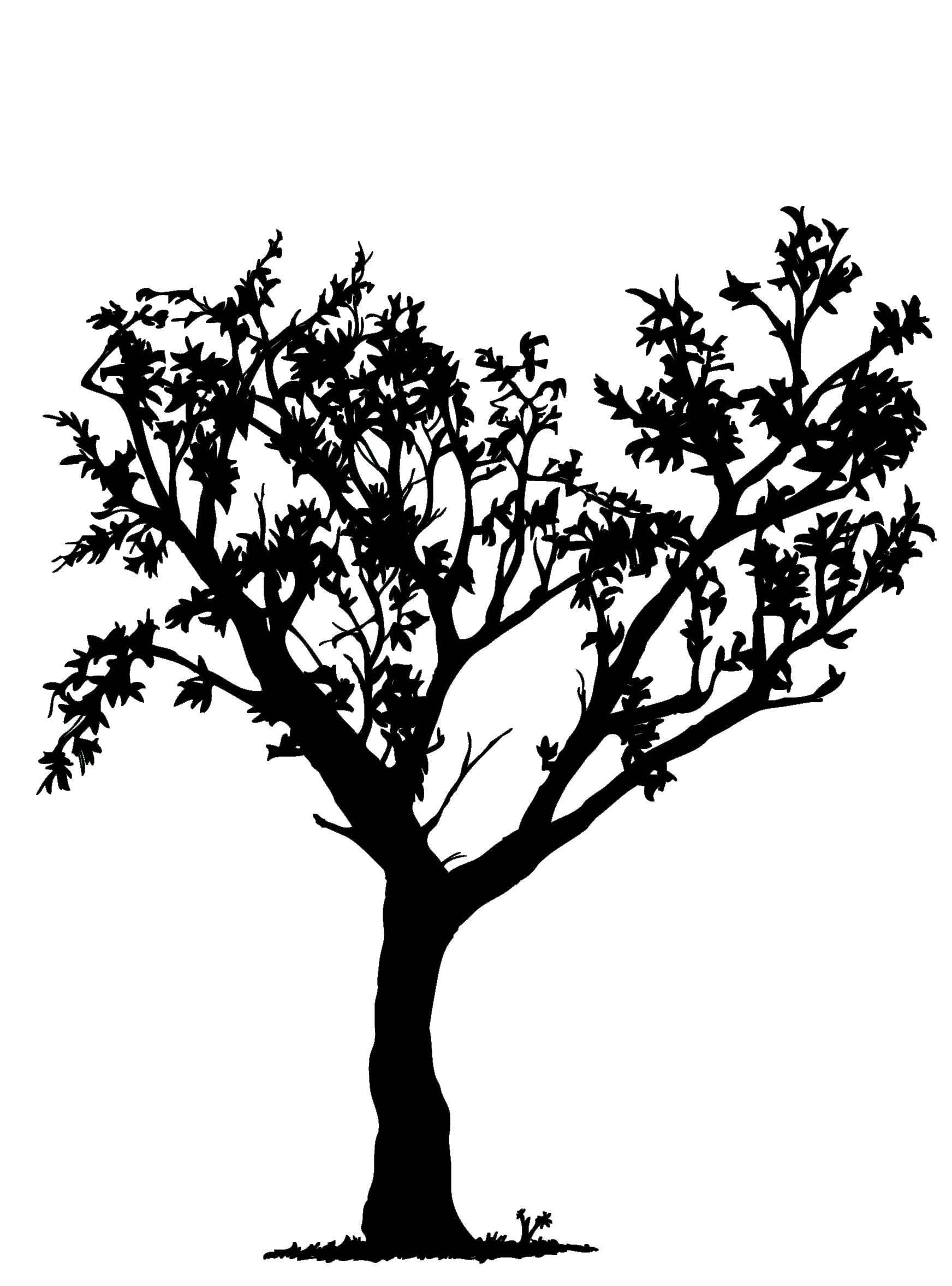 1744x2355 Black And White Cherry Blossom Tree Drawing Archives
