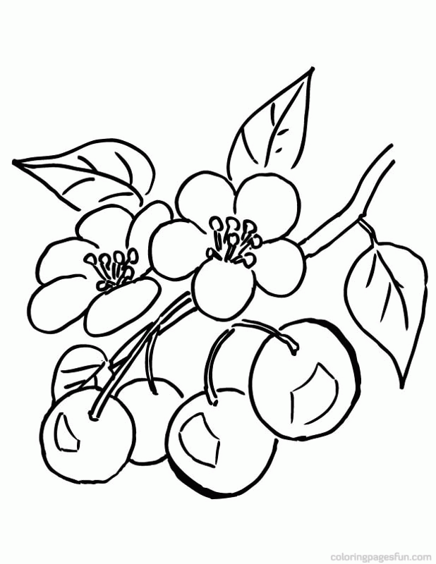 618x800 Best Photos Of Cherry Tree Coloring Page