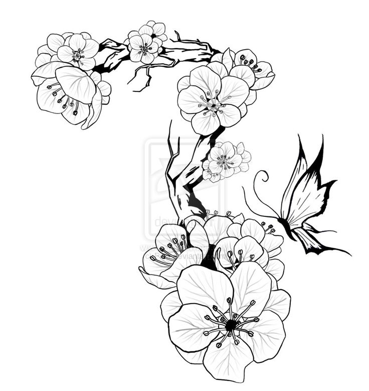 736x779 Collection Of Cherry Blossom Branch Tattoo Design