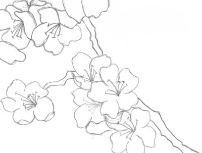 400x303 Drawn Cherry Blossom Flower Petal