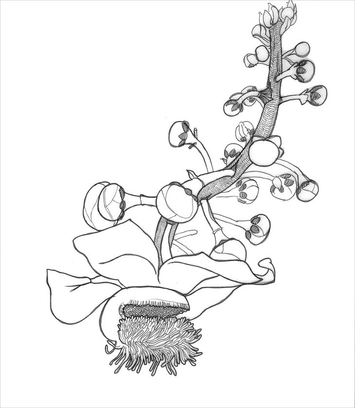 730x837 Flower Drawings, Art Ideas, Sketches Design Trends