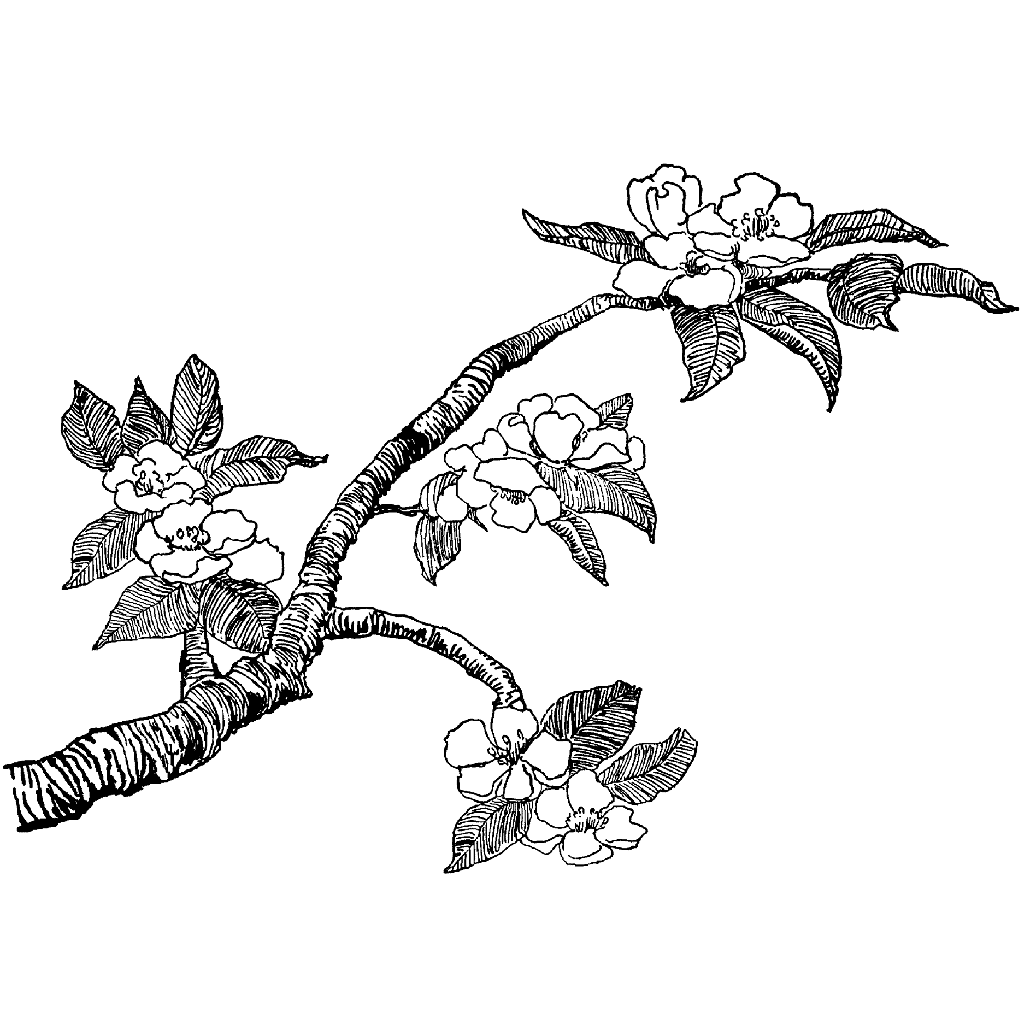 1024x1024 Cherry Blossoms 632m