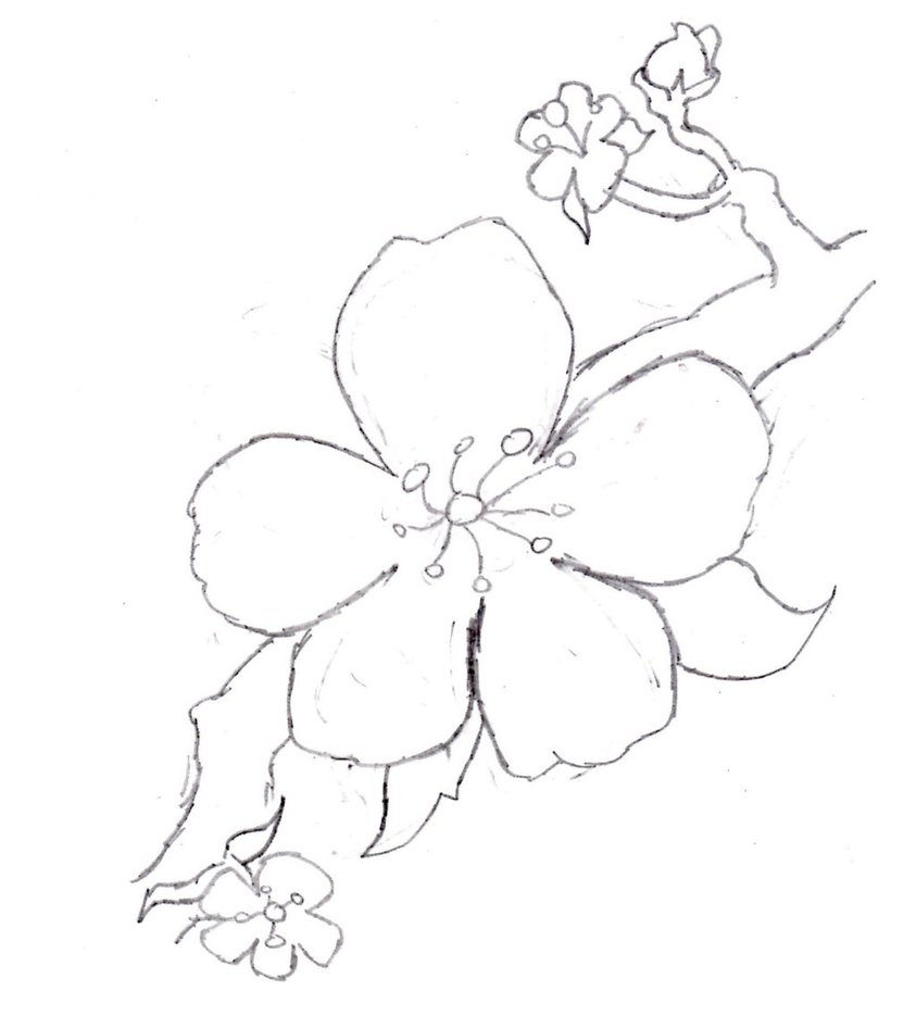 843x947 Cherry Blossoms Sketch By Vampirefrog22