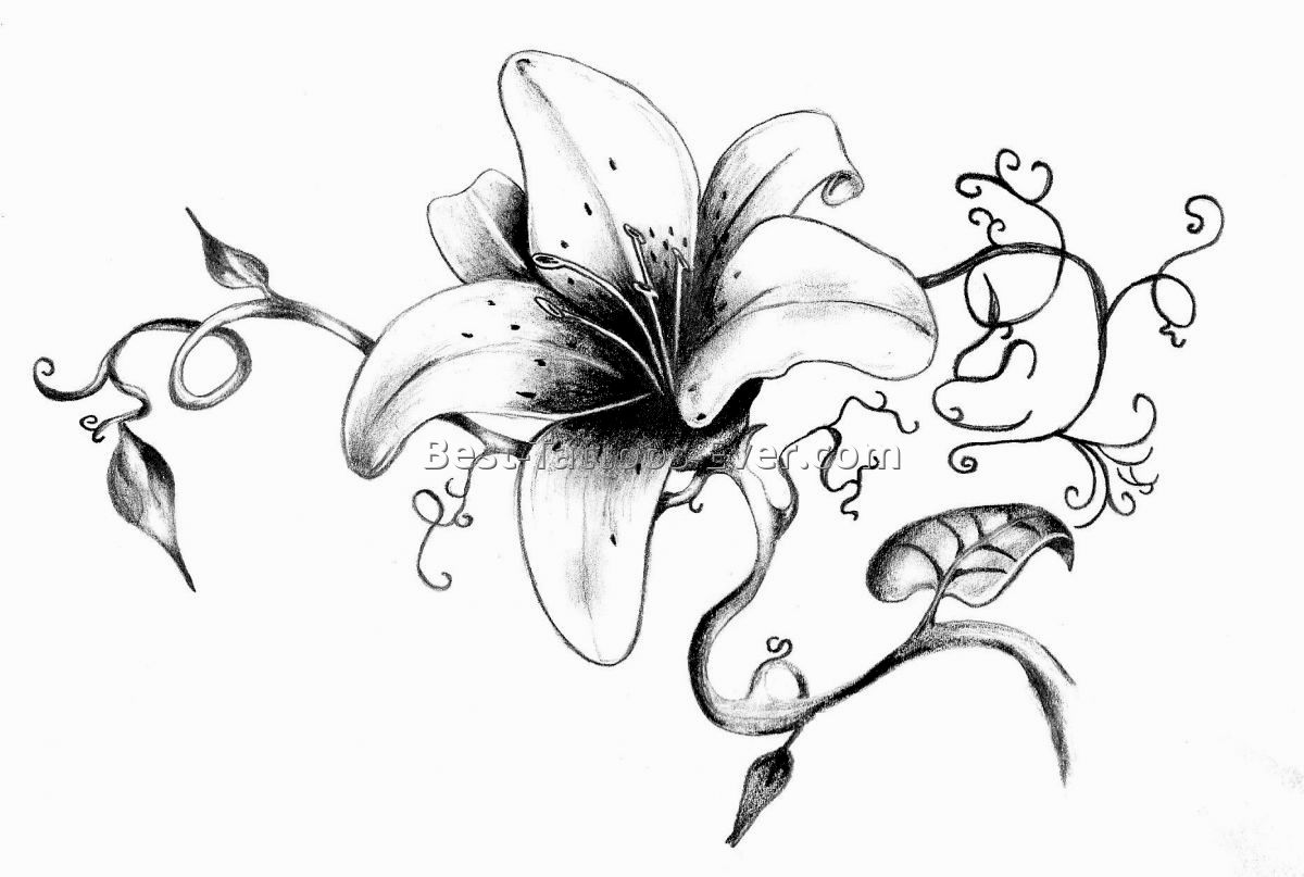 1200x807 Collection Of Lily Cherry Blossom Tattoo Design