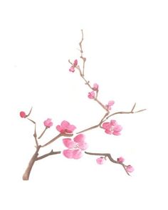 236x295 Drawn Cherry Blossom Logo