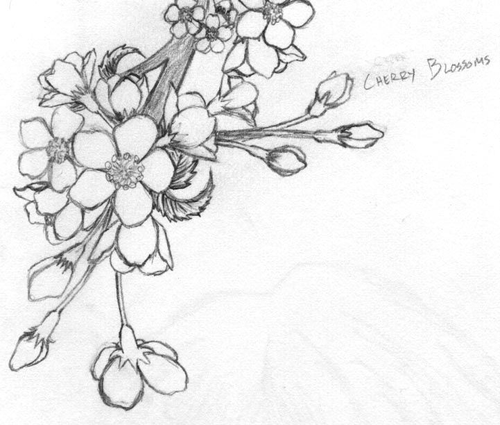 721x612 Pictures Cherry Blossom Sketches,