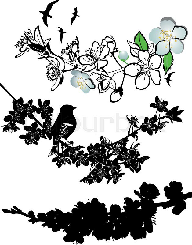 629x800 Twig Cherry Blossoms Stock Vector Colourbox