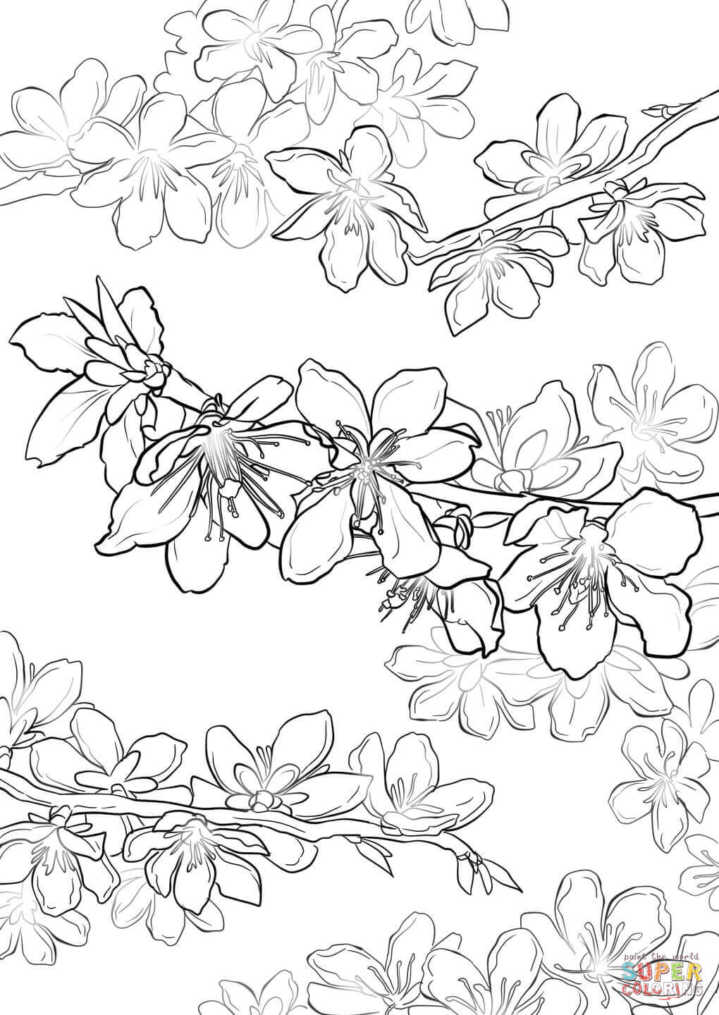 1020x1440 Cherry Blossom Coloring Page Home Regarding Pages Invigorate