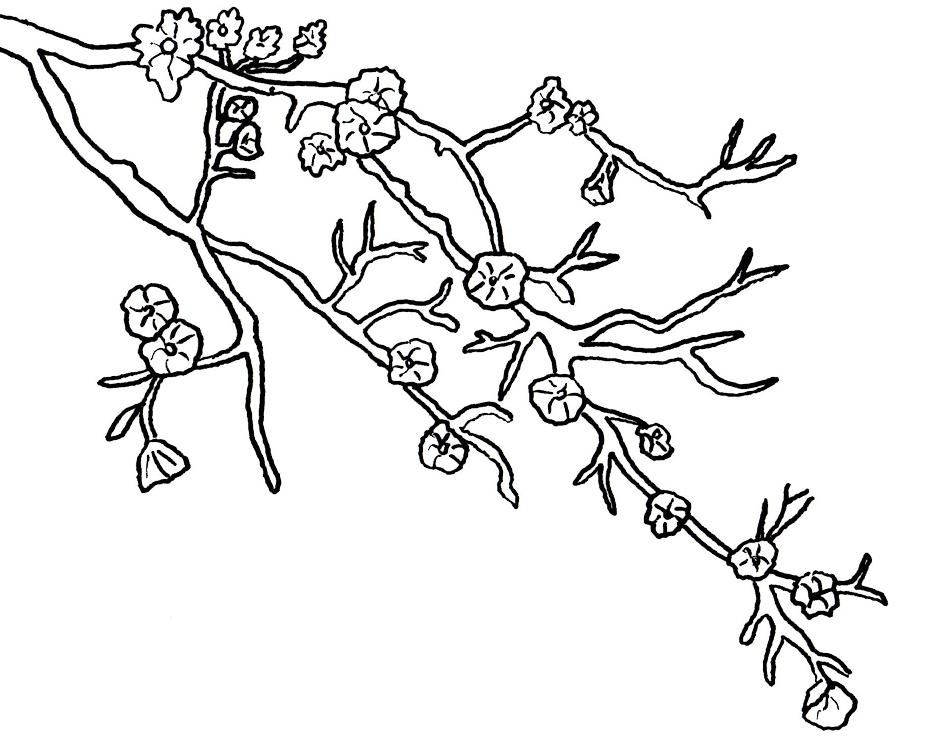 934x751 Cherry Blossom Coloring Pages