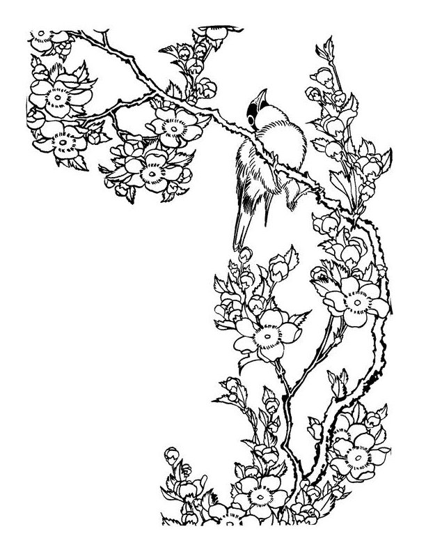 612x792 Drawn Cherry Blossom Coloring Page