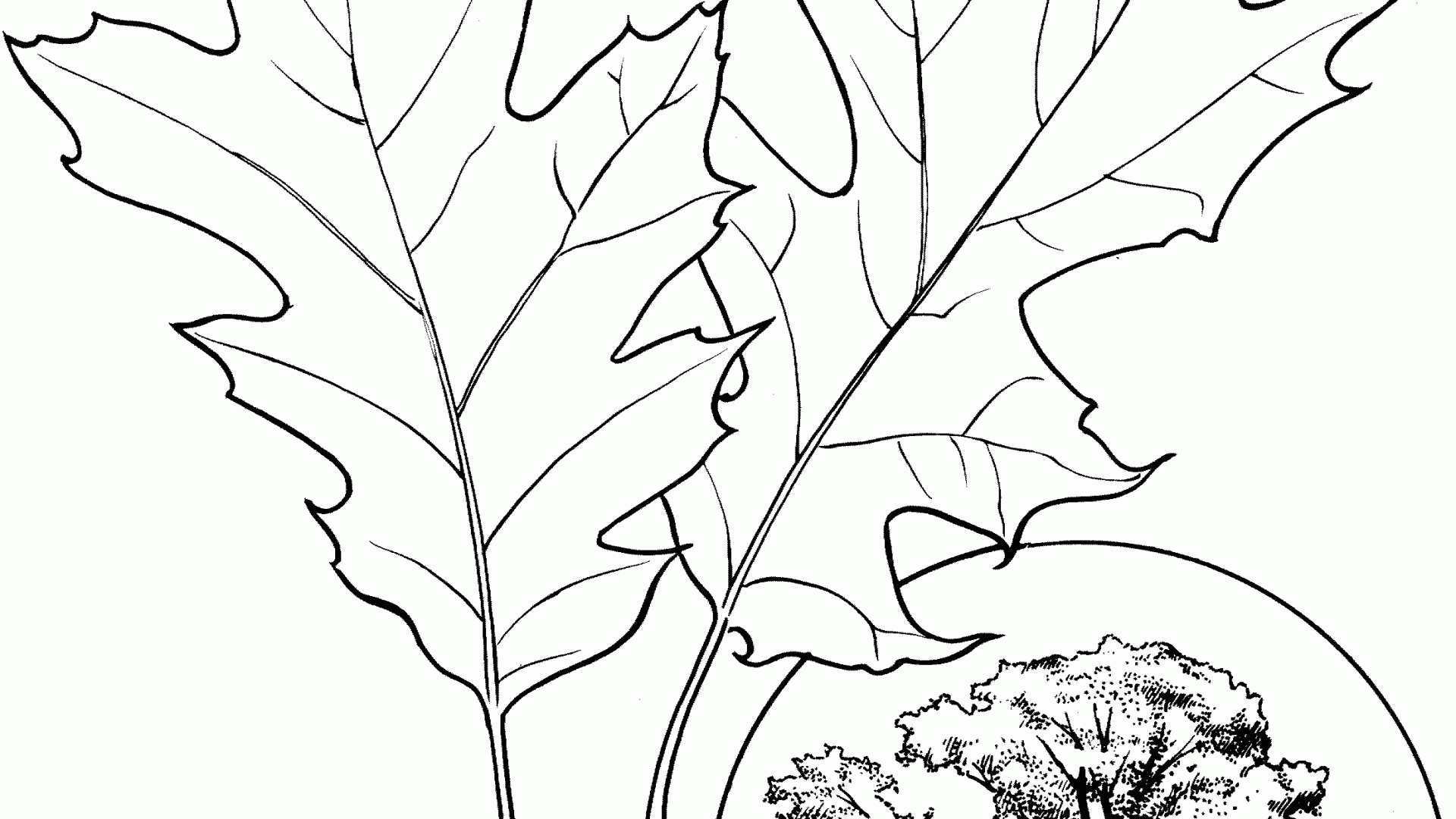 1920x1080 Eastern Black Oak Coloring Page Free Printable Blossoms Flowers