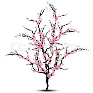 320x320 Spring Cherry Blossom Tree Isolated On White Background Stock