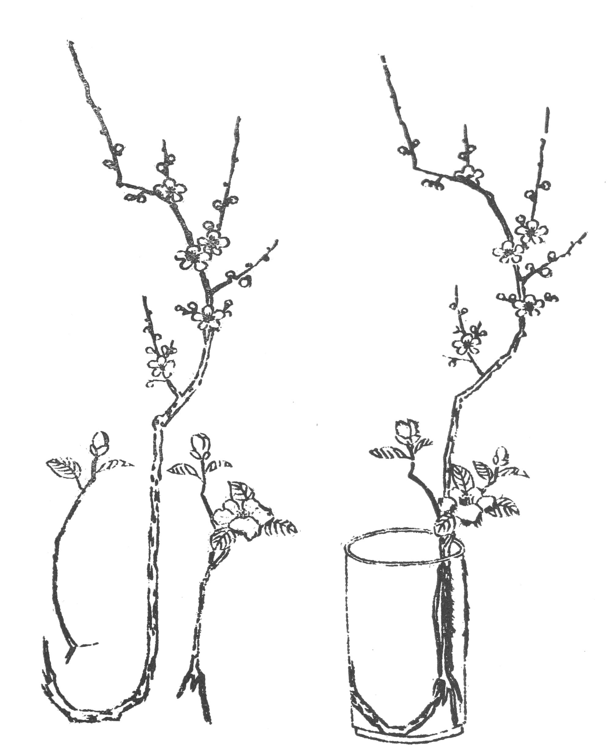 2000x2455 Japanese Flowers Drawing