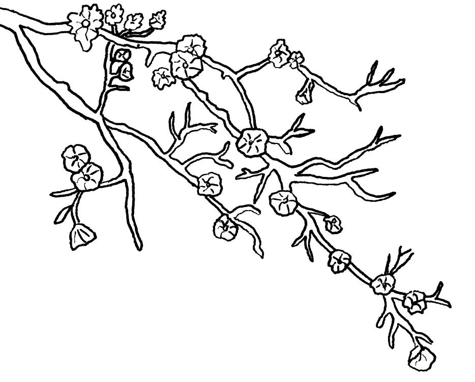 934x751 Cherry Blossom Coloring Pictures Coloring Page