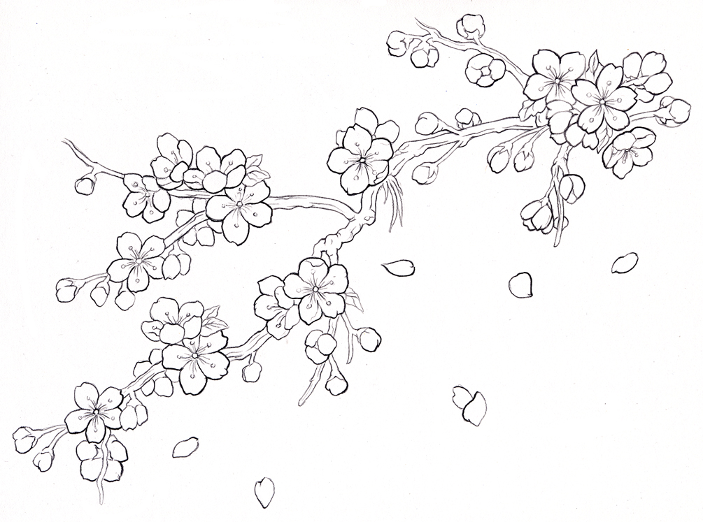 1005x747 Cherry Blossom Tree Drawing Outline