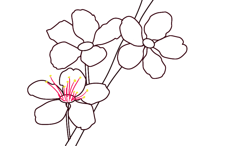 900x563 How To Draw Cherry Blossoms