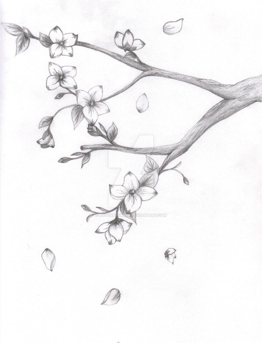 900x1177 Japanese Cherry Blossom Tree Pencil Drawing