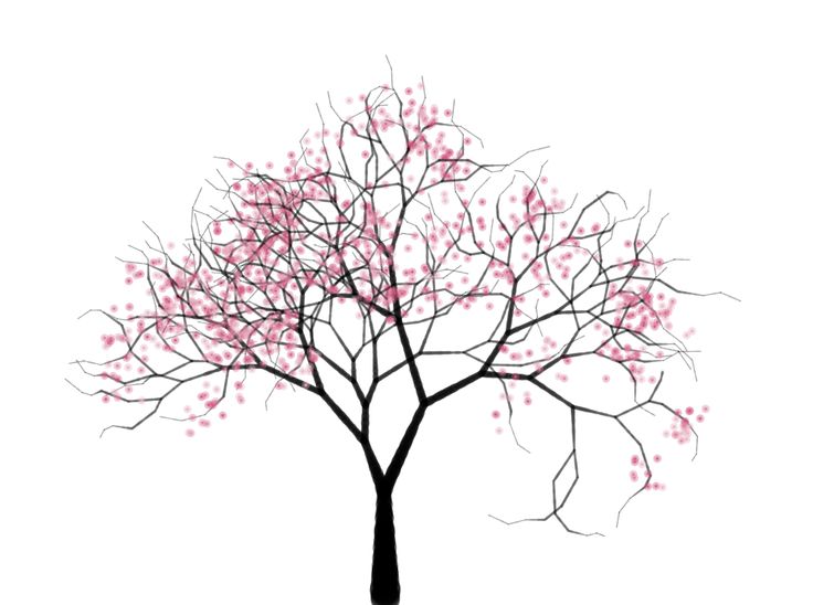 736x548 Blossom Tree Drawing
