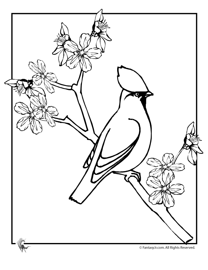 680x880 Cherry Blossom Coloring Pages