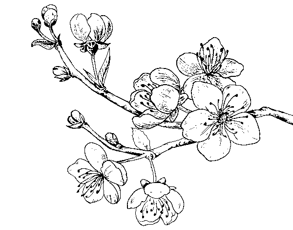 600x470 Cherry Tree Branch Coloring Page