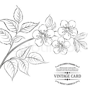 320x320 Collection Of Sakura Flowers, Set. Cherry Blossom Bundle. Black