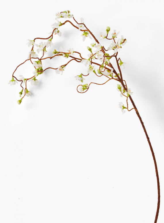 570x778 Cream Cherry Blossom Weeping Branch