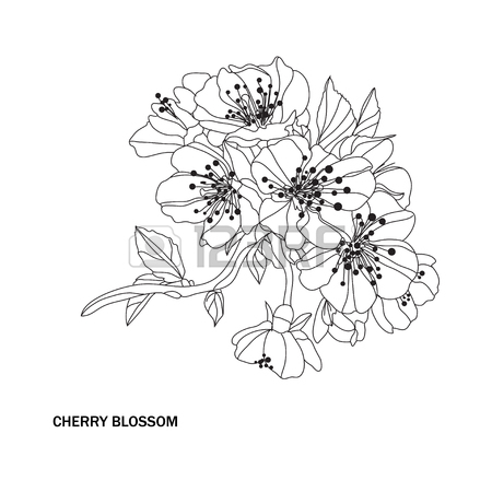 450x450 Elegant Hand Drawn Decorative Cherry Blossom Flowers, Design