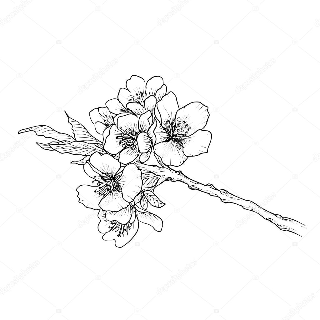 1024x1024 Hand Drawn Branch Of Cherry Blossom Stock Vector Valenty