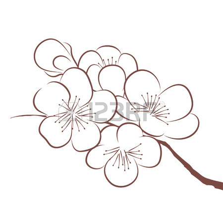 450x450 Spring Cherry Blossom Royalty Free Cliparts, Vectors, And Stock