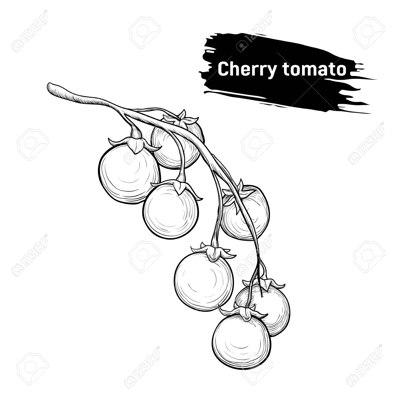 1300x1300 Cherry Tomato, Black And White Sketch. Outline Drawing Of Cherry