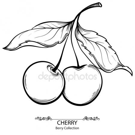 450x450 Cherry. Vector Drawing Stock Vector Marinka