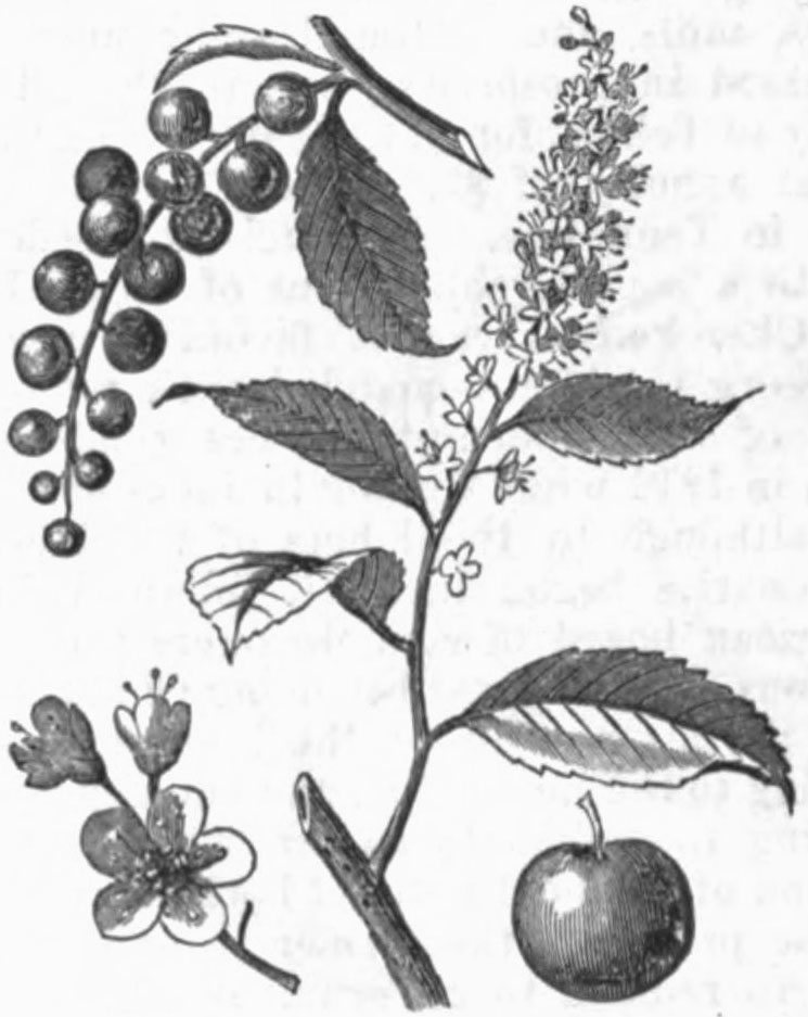 745x937 Fileamcyc Cherry