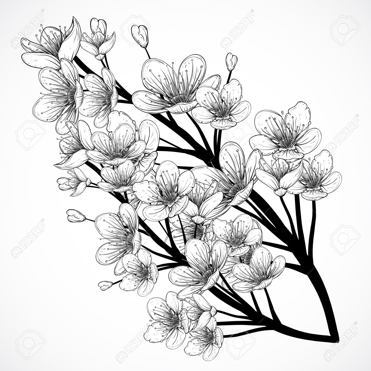 1300x1300 Cherry Tree Blossom. Vintage Black And White Hand Drawn