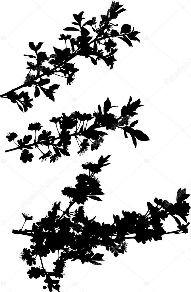 672x1023 Cherry Tree Branches Collection Stock Vector Dr.pas