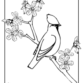 268x268 Coloring Pages Cherry Tree Kids Drawing And Coloring Pages