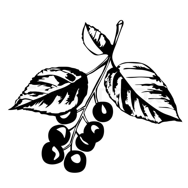 800x800 Vector Silhouette Of The A Kind Of Cherry Tree On White Background