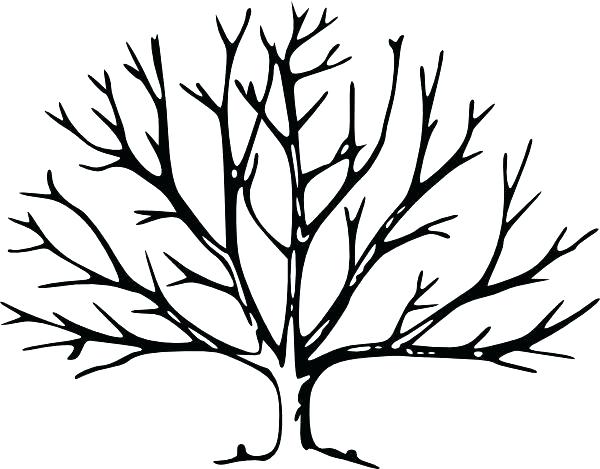600x469 Winter Tree Coloring Page Cherry Blossom Tree Coloring Pages Page