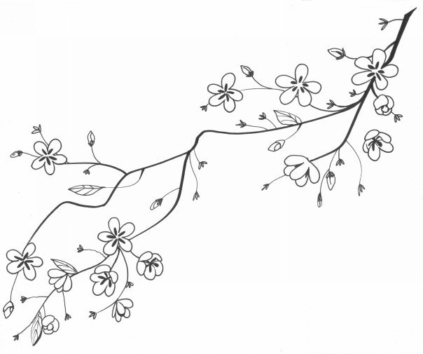 604x505 Botanical Illustrations By Meghan Witzke